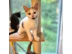 Adopt Velcro's Kitten: Button a Calico or Dilute Calico Domestic Shorthair /