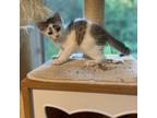 Adopt Velcro's Kitten: Zipper a Gray or Blue Domestic Shorthair / Mixed cat in