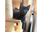Adopt Velcro's Kitten: Frog a All Black Domestic Shorthair / Mixed cat in