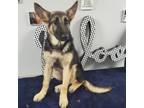Adopt Lucy a Black German Shepherd Dog / Mixed dog in Casa Grande, AZ (38783998)