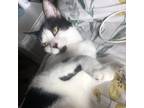 Adopt Spotty a White Domestic Shorthair / Mixed cat in Arlington, VA (38783977)