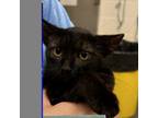 Adopt Jade a All Black Domestic Shorthair / Mixed cat in Martinsville