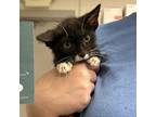 Adopt Zircon a All Black Domestic Shorthair / Mixed cat in Martinsville