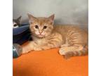 Adopt Pepper a Orange or Red Domestic Shorthair / Mixed cat in South Haven
