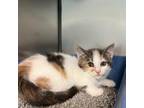 Adopt Salt a Calico or Dilute Calico Domestic Shorthair / Mixed cat in South