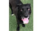 Adopt Joey (Fostered in Elkhorn) a Black - with White Labrador Retriever dog in