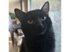 Adopt Hocus a All Black Domestic Shorthair / Mixed cat in Inwood, WV (38783651)