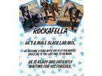 Adopt Rockafella a Black Hound (Unknown Type) dog in Ola, AR (38783666)