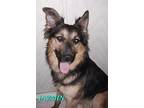 Adopt Jasmine a Brown/Chocolate - with Black Australian Shepherd dog in Ola