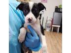 Adopt Stefan Salvatore a Black Pit Bull Terrier / Mixed dog in Edinburg