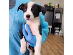 Adopt Elena Gilbert a White - with Tan, Yellow or Fawn Pit Bull Terrier / Mixed