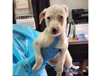 Adopt Klaus Mikaelson a White - with Tan, Yellow or Fawn Pit Bull Terrier /