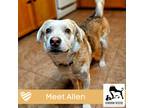 Adopt Allen a Tricolor (Tan/Brown & Black & White) Beagle / Labrador Retriever /