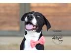 Adopt Goose a Black - with White Pit Bull Terrier / Mixed dog in Bakersfield