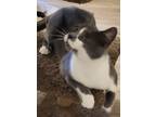 Adopt Millie a Gray or Blue Domestic Shorthair (short coat) cat in Sykesville