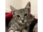Adopt Casino a Gray or Blue Domestic Shorthair / Mixed cat in Los Angeles