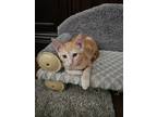 Adopt Samuel a Orange or Red Tabby Domestic Shorthair (short coat) cat in