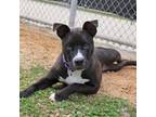 Adopt Wilbur a Black Mixed Breed (Large) / Mixed Breed (Large) / Mixed dog in
