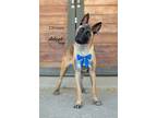 Adopt Chrisse a Tan/Yellow/Fawn - with Black Belgian Malinois / Mixed dog in