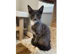 Adopt Popsicle a Gray, Blue or Silver Tabby Domestic Shorthair (short coat) cat