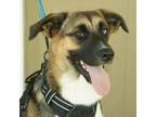 Adopt Thelma a Black - with Brown, Red, Golden, Orange or Chestnut German