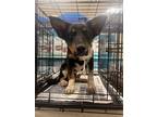 Adopt Bobbie a Black - with Tan, Yellow or Fawn Australian Cattle Dog / Mixed