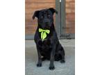 Adopt Bella a Black Labrador Retriever / Mixed dog in Bakersfield, CA (38782897)