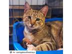 Adopt Johnny a Brown Tabby American Shorthair / Mixed (short coat) cat in