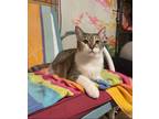 Adopt Monet a Calico or Dilute Calico Calico (short coat) cat in Temecula