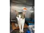 Adopt Jenner a Brown Tabby Domestic Shorthair (short coat) cat in Byron Center