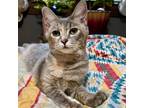 Adopt Faith a Gray or Blue Domestic Shorthair / Mixed cat in Hanna City