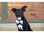Adopt Maverick a Black - with White Pit Bull Terrier / Mixed Breed (Medium) /