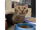 Adopt Junebug a Brown or Chocolate Domestic Shorthair / Mixed cat in Walker