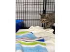 Adopt Tabby a Gray, Blue or Silver Tabby Domestic Shorthair cat in Whiteville