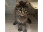 Adopt Frances Farmer a All Black Domestic Mediumhair / Mixed cat in Dickinson