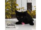 Adopt Smiley a All Black Domestic Shorthair / Mixed cat in Yuma, AZ (38782466)