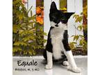 Adopt Equate a All Black Domestic Shorthair / Mixed cat in Yuma, AZ (38782465)