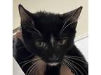 Adopt HSOY-Stray-hs1351_3 a All Black Domestic Shorthair / Mixed cat in Yuma