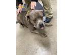 Adopt Gypsy a Brown/Chocolate American Pit Bull Terrier dog in Cheboygan