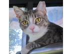 Adopt Bento a Gray or Blue Domestic Shorthair / Mixed cat in Huntsville