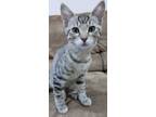 Adopt Ginger a Gray or Blue Domestic Shorthair (short coat) cat in Bentonville