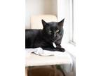 Adopt KAZU a All Black Bombay (short coat) cat in Irvine, CA (38782239)