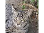 Adopt MINXY a Brown Tabby Tabby (short coat) cat in Irvine, CA (38782228)