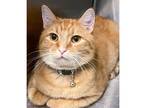 Adopt Jazz a Orange or Red Domestic Mediumhair / Domestic Shorthair / Mixed cat