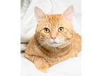 Adopt Kristoff a Orange or Red Domestic Shorthair / Domestic Shorthair / Mixed