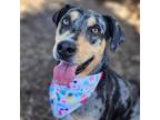 Adopt Zephyr a Gray/Silver/Salt & Pepper - with Black Catahoula Leopard Dog /