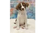 Adopt Lady a White - with Brown or Chocolate Australian Shepherd / Labrador