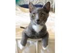 Adopt Beethoven (Betty) a Gray or Blue (Mostly) Domestic Shorthair (short coat)