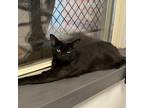 Adopt Ivyleise a All Black Domestic Shorthair / Mixed cat in Philadelphia