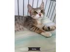 Adopt Sterling a Gray, Blue or Silver Tabby Domestic Shorthair (short coat) cat